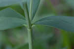 Yellow wild indigo